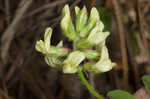 Bearded milkvetch